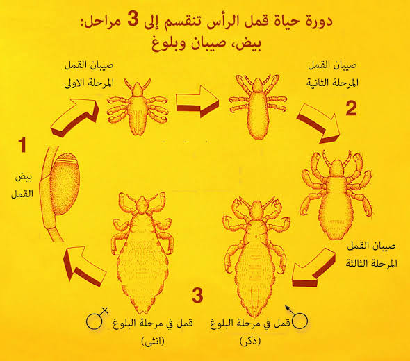 دورة حياة القمل