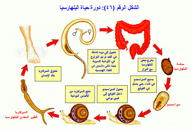 دورة حياة البلهارسيا