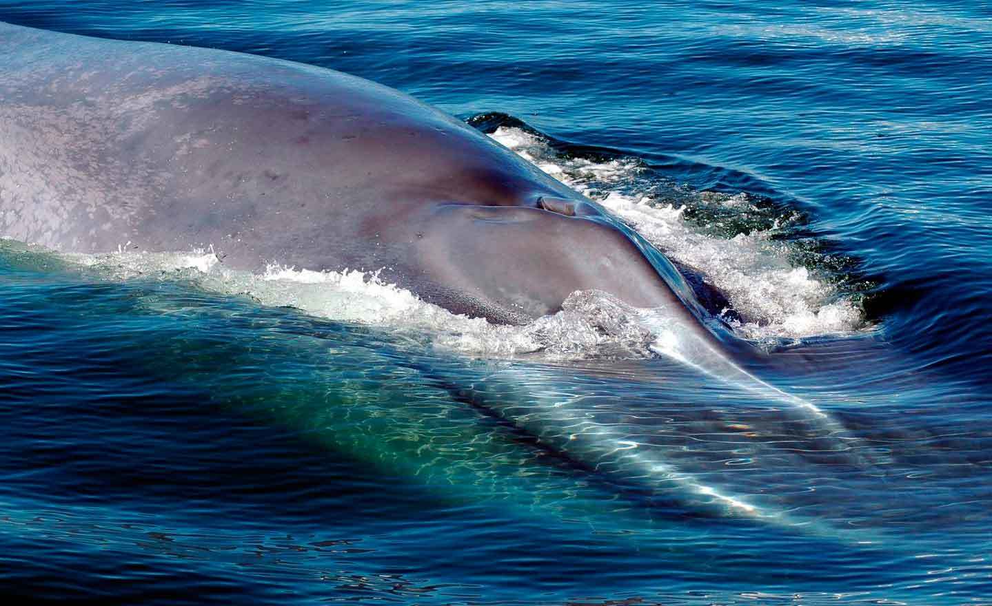 أكبر حيوان في العالم الحوت الأزرق معلومات شيقة ورائعة