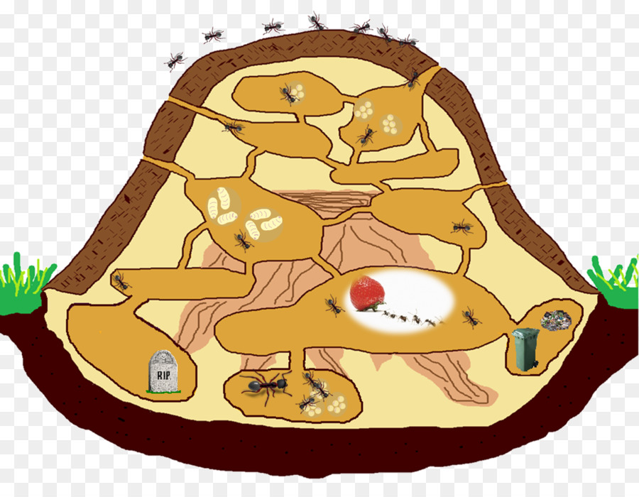 رسم يوضح شكل بيت النمل من الداخل.