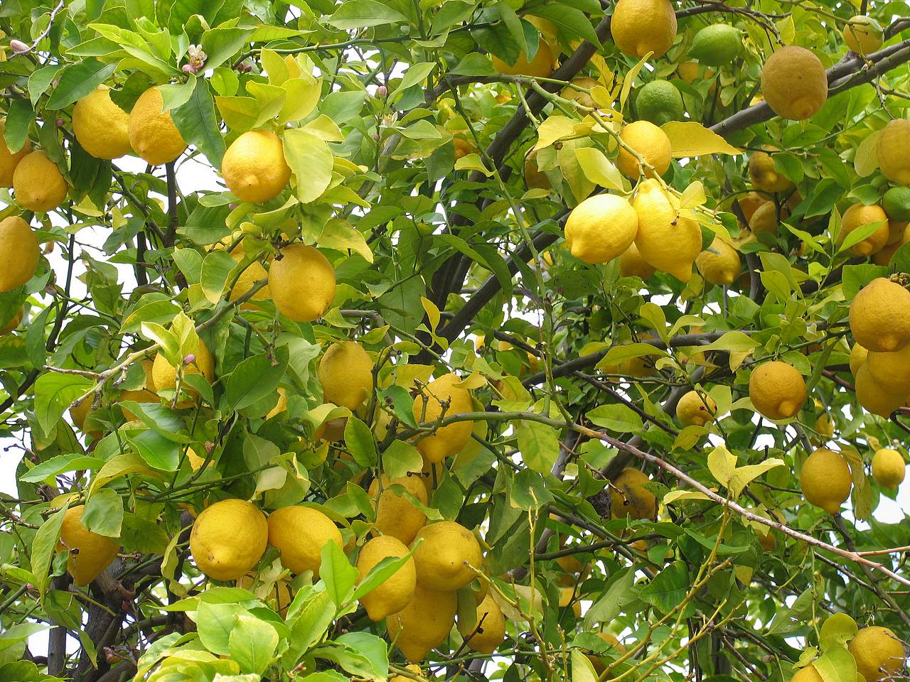 ثمر الليمون وجماله