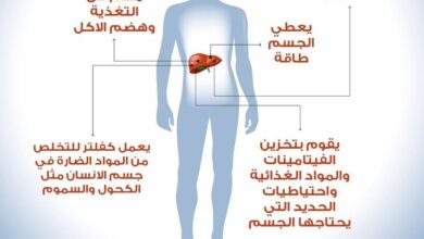 أهم وظائف الكبد