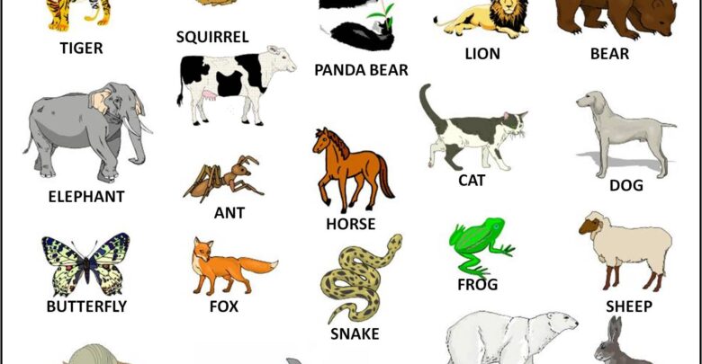 بعض الحيوانات الموجودة في الطبيعة