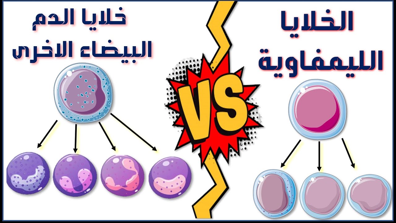 الخلايا اللمفاوية وخلايا الدم البيضاء