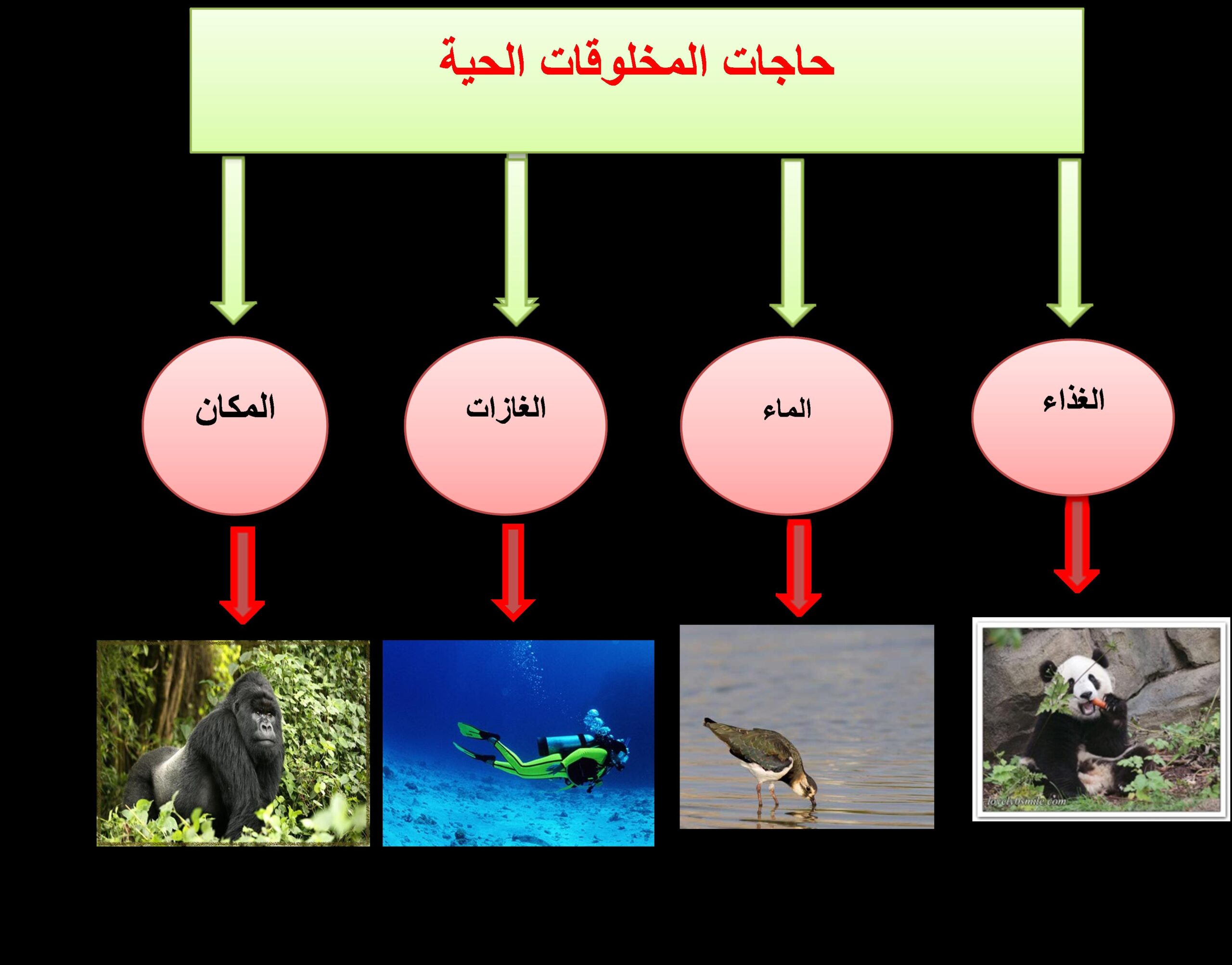 المخلوقات الحيه تستجيب للتغيرات