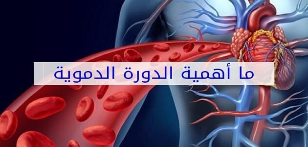 أهمية الدورة الدموية