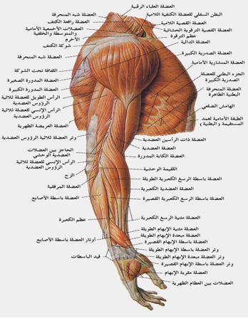 تشريح عضلات الكتف