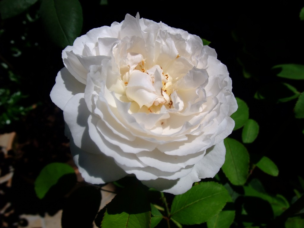 معنى الوردة البيضاء
