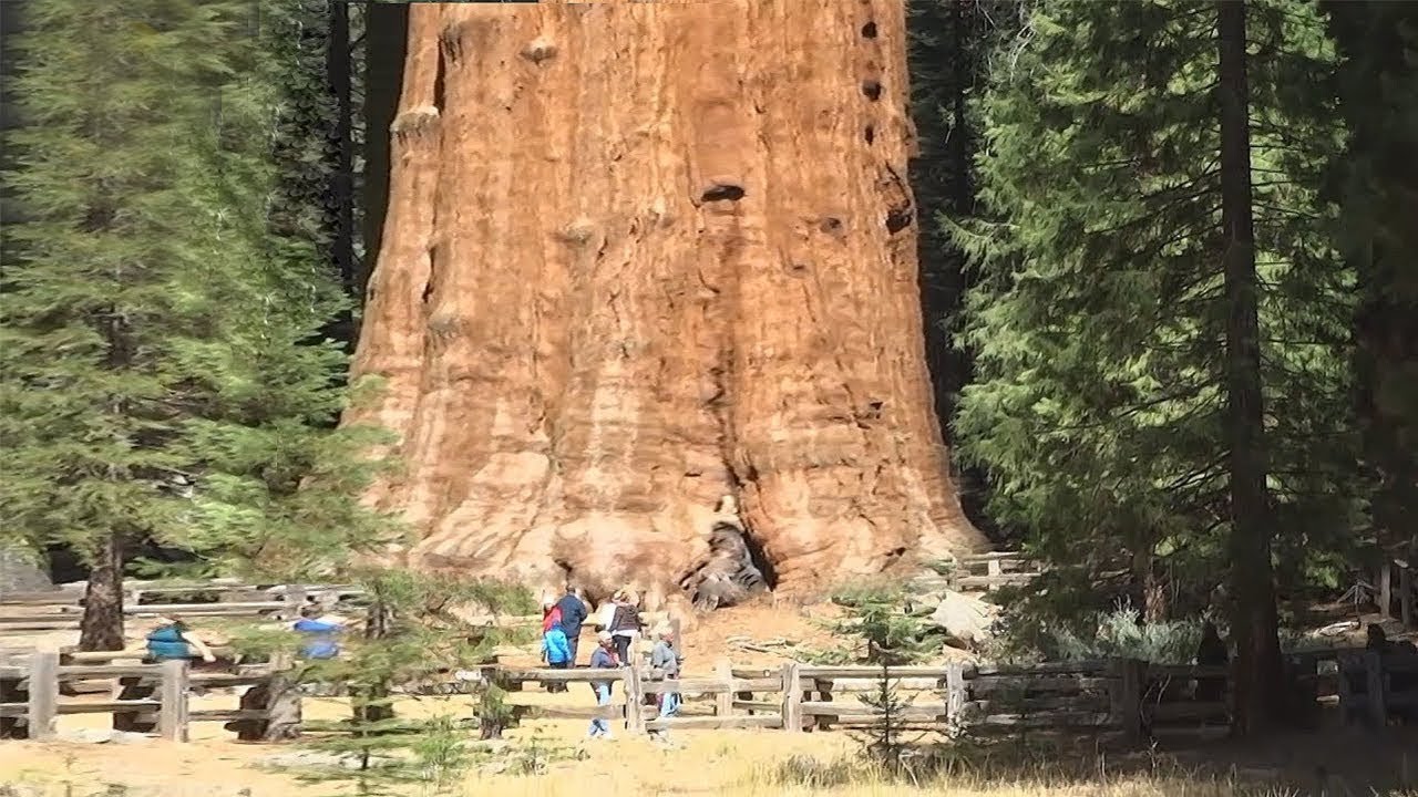 اقدم شجرة في أمريكا.