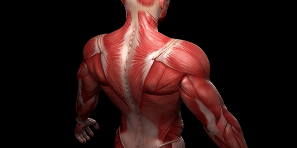 صورة توضح عضلات جسم الإنسان