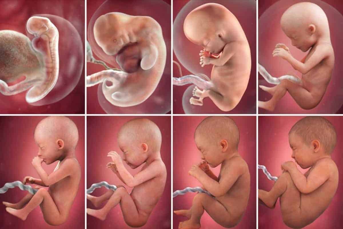 المراحل التي تطرأ على الجنين