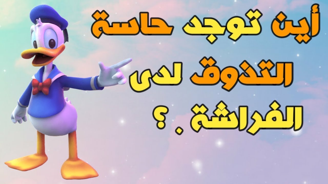 أين توجد حاسة التذوق