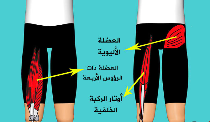 عضلات الركبة