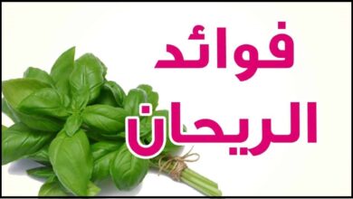 اهمية الريحان