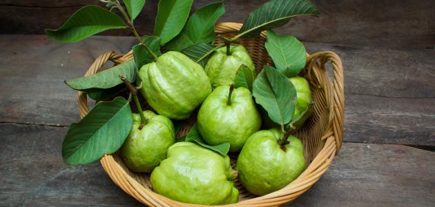 تحذيرات مهمة عن اوراق الجوافة