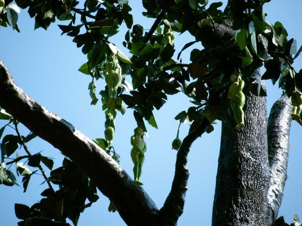 شكل الشجر الذي ينبت ثمار يشبه الفتاة أو الأنثى في جزر الواق واق.