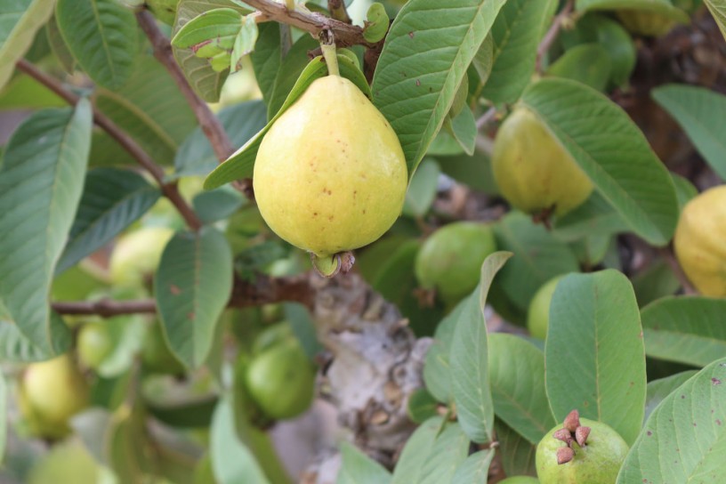 درجة امان اوراق الجوافة