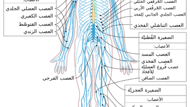 رسم للجهاز العصبي بالكامل.