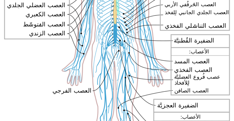 رسم للجهاز العصبي بالكامل.