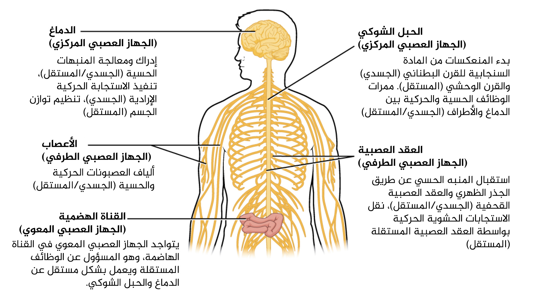 رسم يشرح الجهاز العصبي بالعربية.