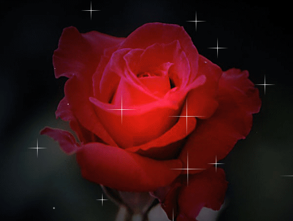 وردة حمراء رومانسية