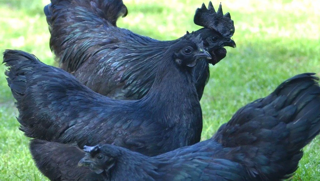 الدجاج الأسود