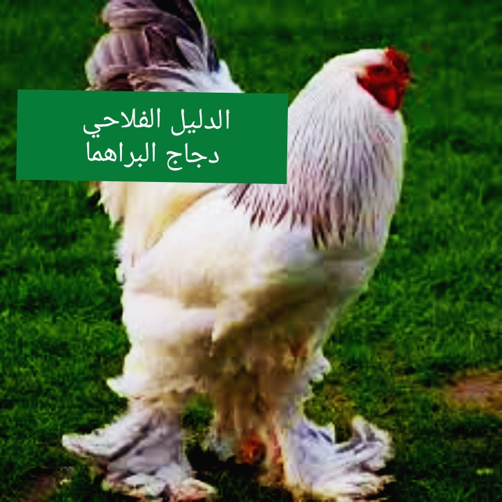 دجاج البراهما