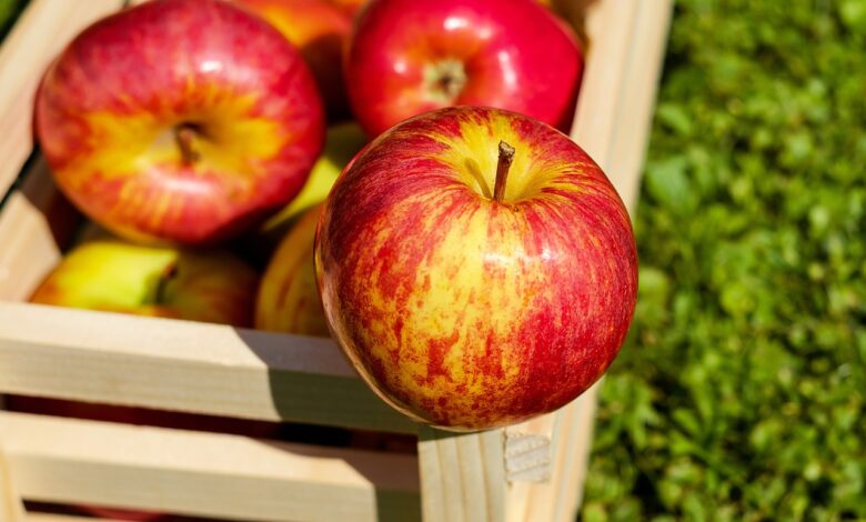 تفاح أحمر من حقل شجر التفاح.