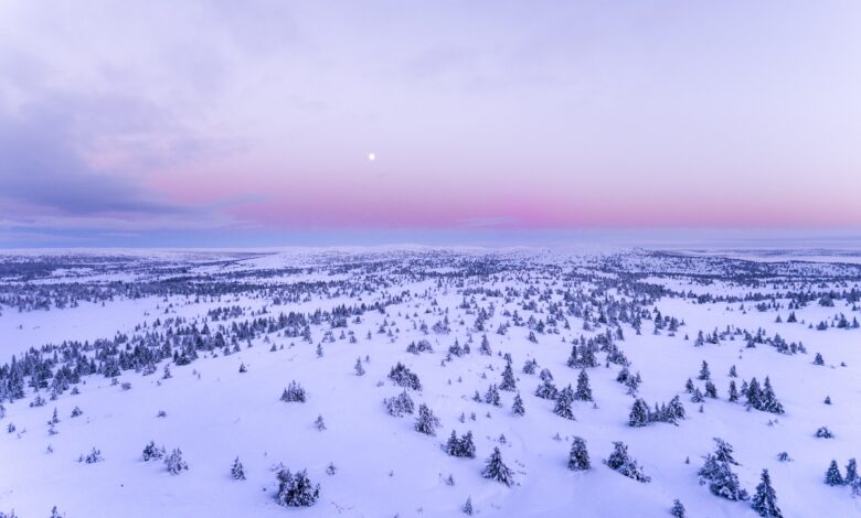 صورة جميلة وحلوة للشتاء البارد والثلوج في الغابات