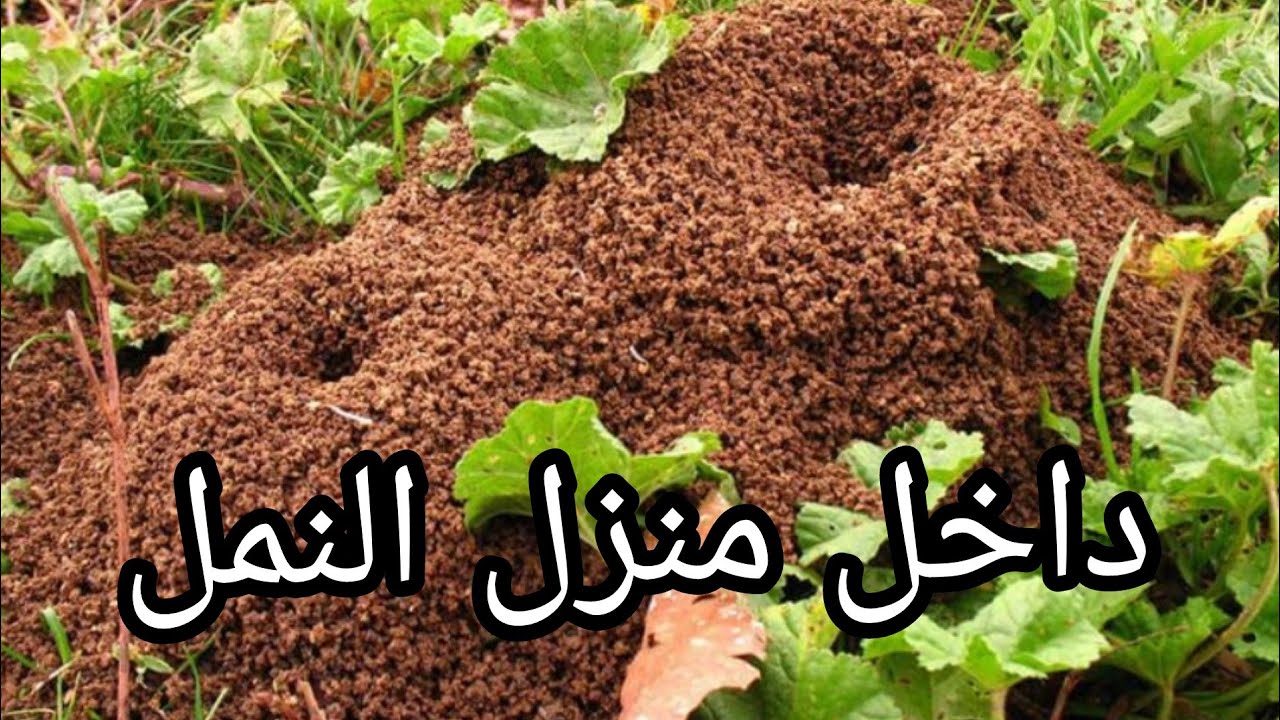 داخل منزل النمل