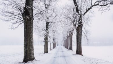 صورة جميلة لفصل الشتاء والثلوج البيضاء الناصعة في الغابة