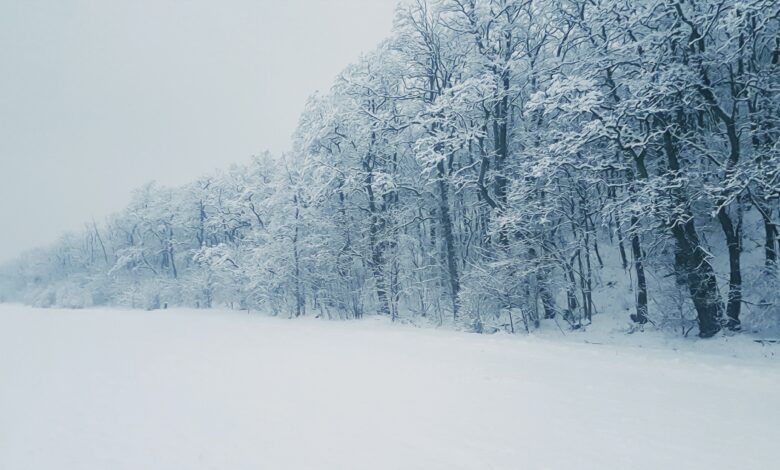 صورة جميلة لهطول الثلوج في الغابة