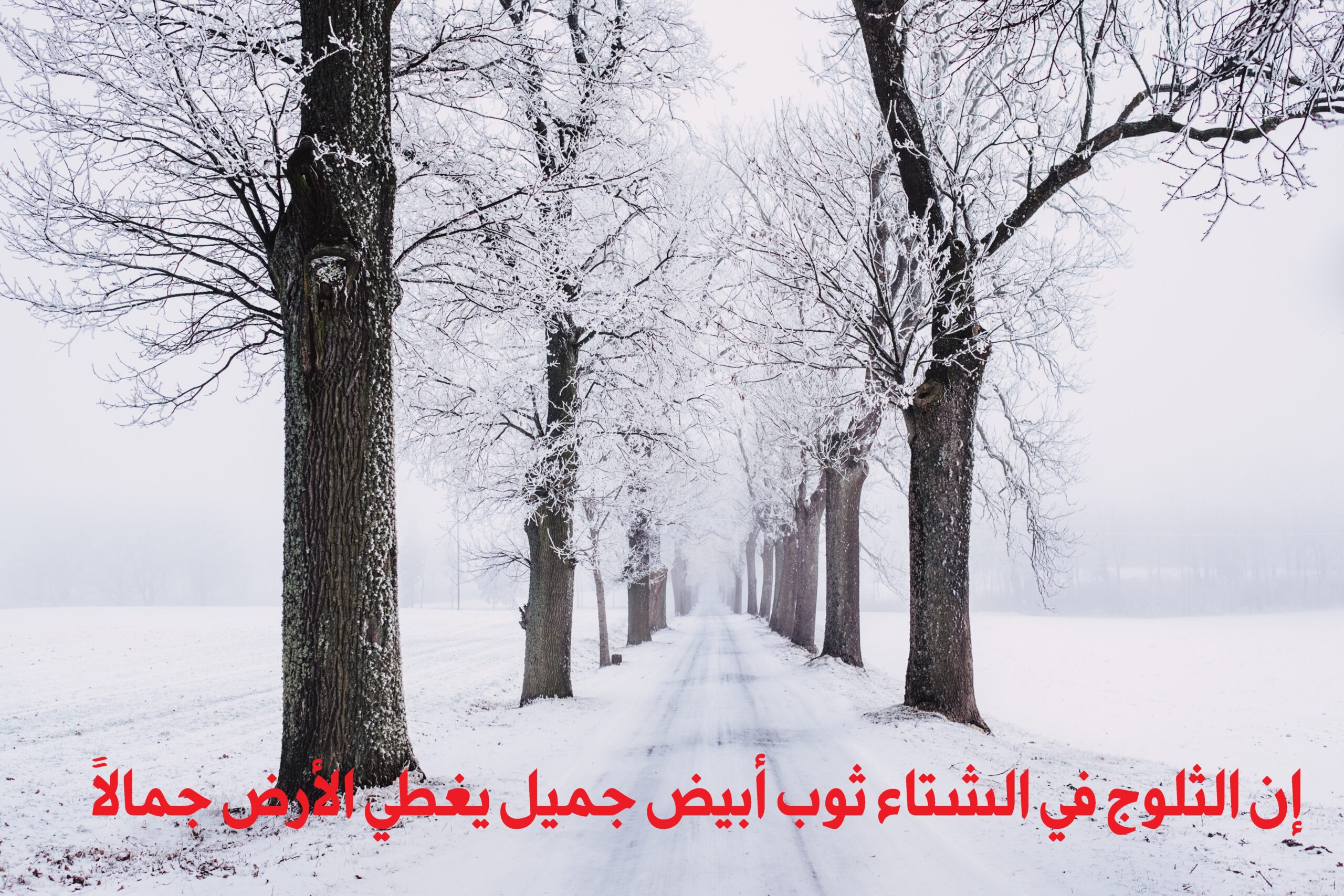 صورة جميلة للشتاء مكتوب عليها إن الثلوج في الشتاء ثوب أبيض جميل يغطي الأرض جمالاً 