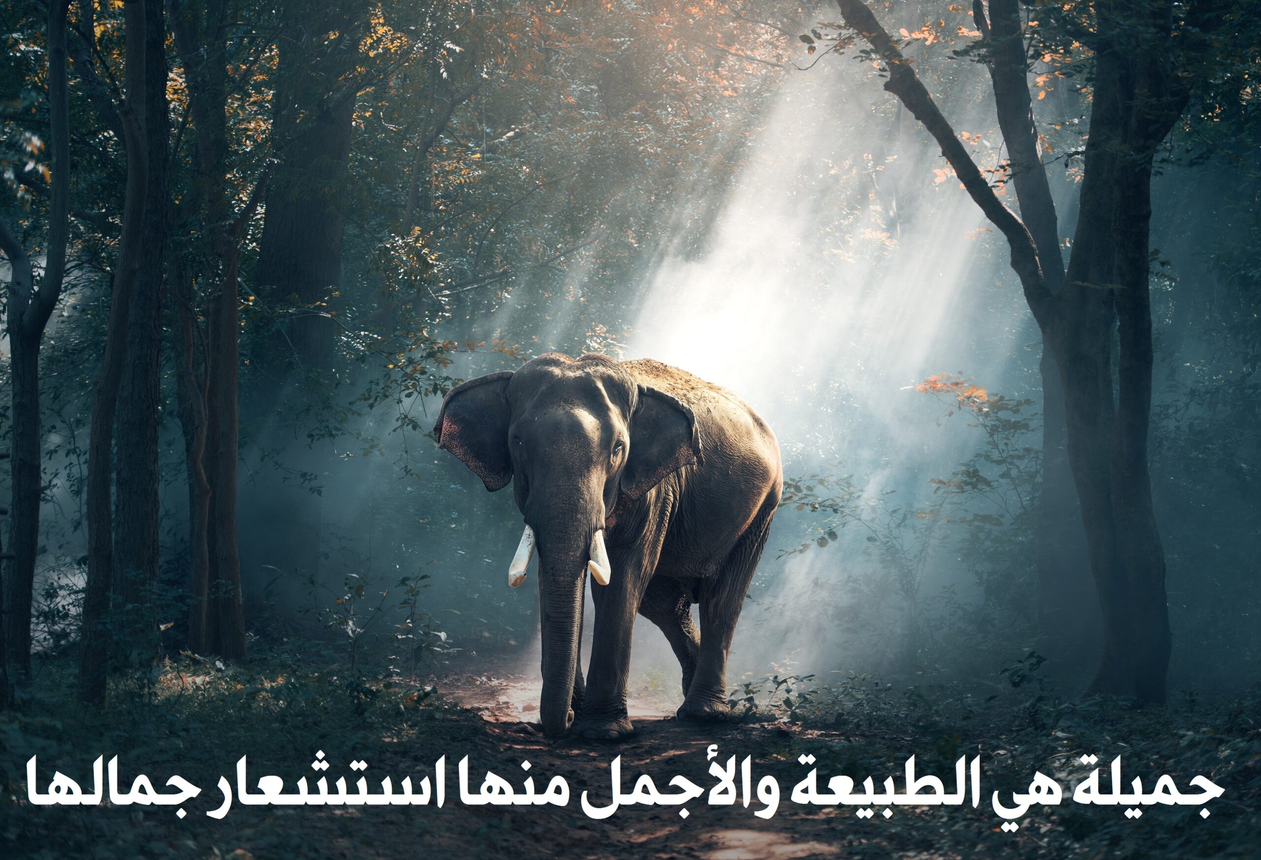 صورة جميلة في الطبيعة في الغابة ووجود فيل ضخم 