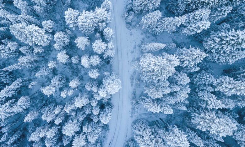 صورة جميلة للثلوج البيضاء تغطي الغابة بفصل الشتاء