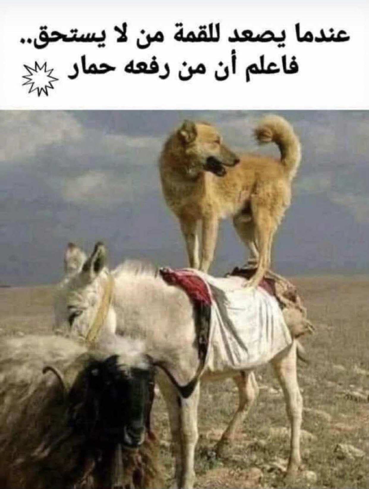 عندما يصعد للقمة