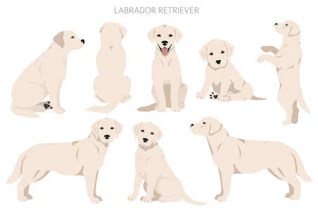 labrador retriever