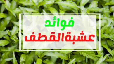 فوائد عشبة القطف