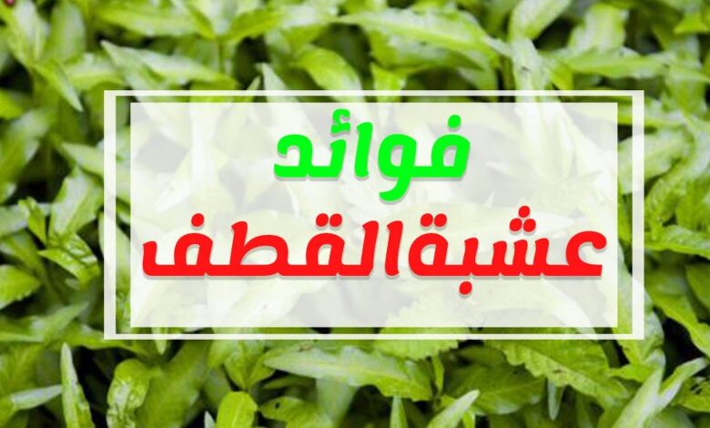 فوائد عشبة القطف