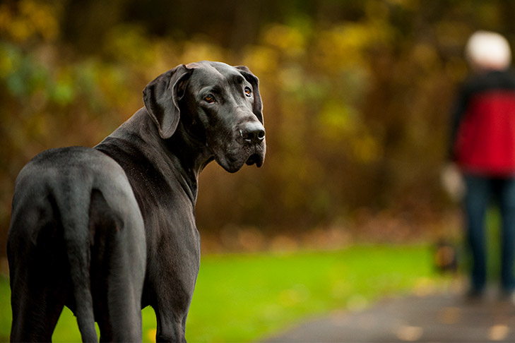 كلب من نوع Great Dane