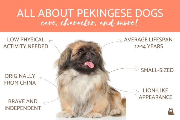 كلب من نوع Pekingese
