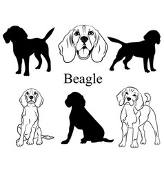 كلب من نوع beagle
