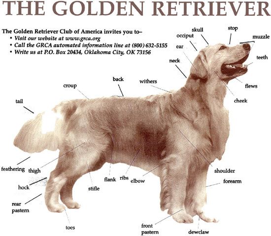 كلب من نوع Golden Retriever