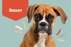 كلب من نوع Boxer