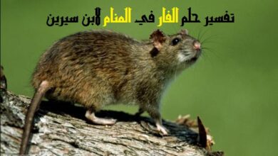تفسير الفأر في المنام لابن سيرين والامام النابلسي