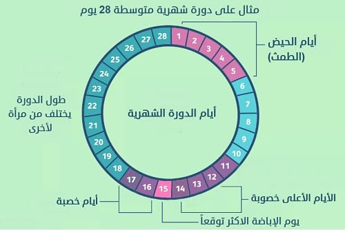 حساب موعد التبويض