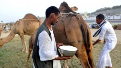 فوائد حليب الإبل لجسم الإنسان