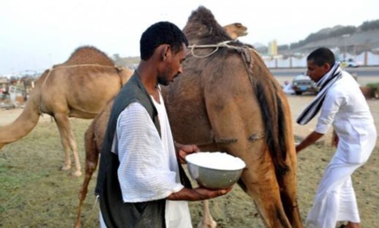 فوائد حليب الإبل لجسم الإنسان