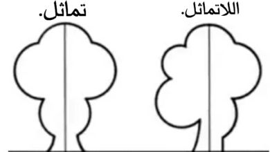 في اي مما يلي يكون الخط المنقط خط تماثل