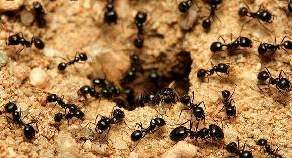 عيش النمل المقاتل